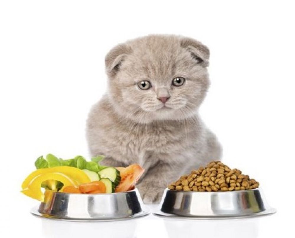 انواع مکمل ها و غذاهای گربه
