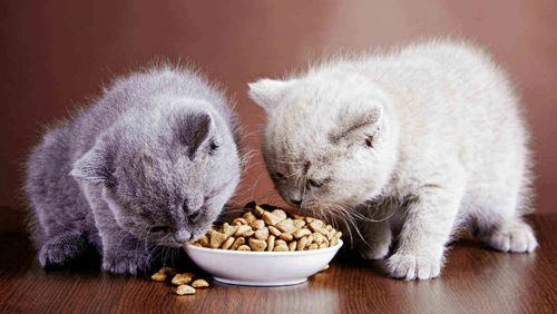 خرید غذای کنسروی گربه، معرفی بهترین غذای کنسروی برای گربه